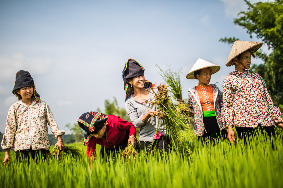 A group of women wearing hats work in a field.